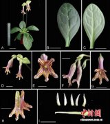 广西发现苦苣苔科两个极度濒危新物种